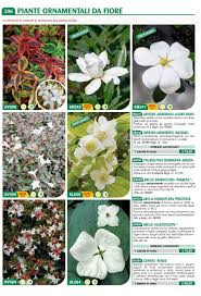 Rosai per aiuole e bordure. Ortaggi Profumato All Inizio Della Fioritura Arbusto Collezione Queste Piante Fiori Su Rami Nudi Articoli Per Il Giardino E L Arredamento Di Esterni Totalherrajes Com Ar