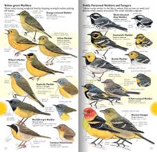 Black Bird With Red And Yellow Beak Laws Guide To Drawing Birds Yellow Birds Bird Drawings Birds Photography Nature Drawings