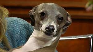 Piccolo levriero italiano) is an italian breed of small sighthound. Know Your Meme On Twitter Nasty Kermit The Dog Deserves Your Attention Jenna Marbles Weirdo Italian Greyhound Has Had A Solid Youtube Career Thus Far Https T Co Dfeenkq3aa Https T Co 8z5ytnckoq