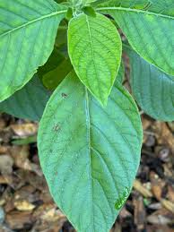 Image result for Rourea coccinea