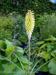 Image result for Kniphofia grantii