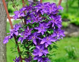 Clematis Im Garten Pflanzen Tipps Vom Profi Violette Clematis Rankhilfe Aus Holz The Post Clematis Im Garten Pflan Clematis Purple Clematis Clematis Trellis