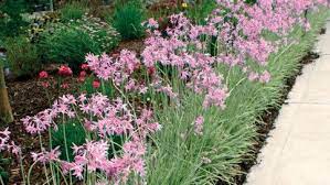 How To Grow Agapanthus Tuin