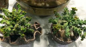 Image result for Euphorbia torta