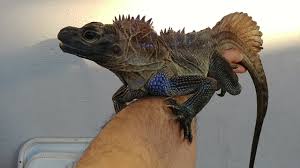 They have an extremely varied diet in the wild, matter of fact there's not much known about what exactly they eat. Sailfin Lizard Facts Critterfacts