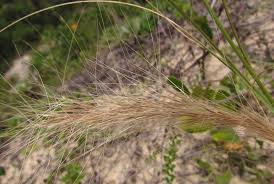 Image result for Aristida bipartita