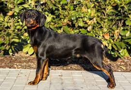 Image result for slovenský kopov