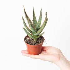Image result for Aloe zebrina