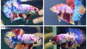 Selamat datang di alam rehabilitasi cupang & jauh lebih masuk ke dalam bersama, betta klinik. 7 Cara Perawatan Ikan Cupang Yang Sudah Tua Cek Ketinggian Air Hingga Gunakan Garam Ikan Halaman 2 Tribun Jateng
