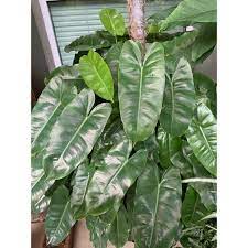 Untuk membuat komposisi yang hebat, menghulurkan rumput, gunakan pokok yang berbeza.: Philodendron Burle Marx Pokok Keladi Hiasan Dalam Dan Luar Rumah Life Plant Shopee Malaysia
