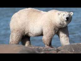 Mating takes place on the sea ice but the fertile eggs do not implant until the following fall, and only if the mother has enough fat to sustain herself and her cubs during long the denning season. Female Polar Bears Need An Extra 220 Lbs For Pregnancy Youtube