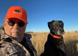 Labradors as working dogs and companions