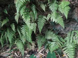 Image result for Ctenitis