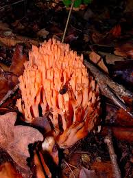Image result for Ramaria stricta