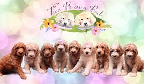 Goldendoodle puppies for sale and dogs for adoption in waynesville ohio, oh. Two Ps In A Pod Doodle Breeders Home Facebook