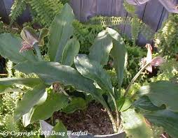 Image result for Scadoxus membranaceus