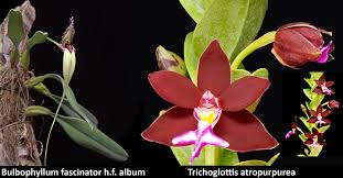 Image result for Bulbophyllum sandersonii