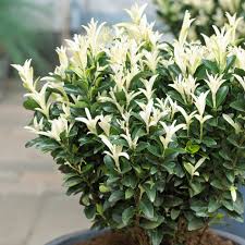 Image result for Euonymus