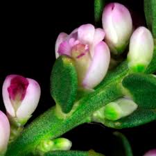 Image result for Muraltia