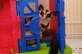 Sugar Glider Sugar Bear What Is A Sugar Glider