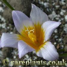 Image result for Romulea