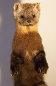 Pine Marten Taxidermy Mount Alaskan Pine Martin Related To The Fisher Family New Taxidermy Mounts Pine Marten Creepy Animals