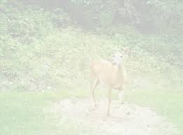 Big Rack Trophy Products