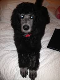Champion lines, akc, whelped october home raised, eight years breeder experience, both parents on site, fabulous personalities, some partis available.… Poodle Puppies For Sale Colorado Springs Co 213169