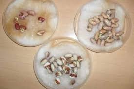 Dalam tahap ini, embrio di dalam biji yang semula berada pada kondisi dorman mengalami sejumlah perubahan fisiologis yang menyebabkan ia. Cara Menanam Kacang Di Rumah Dengan Cepat Dalam 1 Hari Dengan Foto