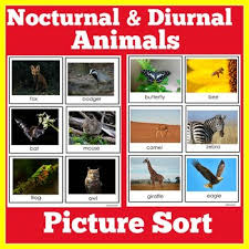 This post is part of the series: Nocturnal Animals Activity Kindergarten 1st 2nd 3rd Grade Diurnal Sort