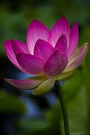 Featured Artist Nancy Ridenour Artsy Shark Inspiring Artists To Build Better Businesses Lotus Flower Art Flower Photos Flower Painting