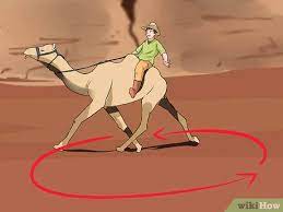 Camel spiders are also called wind scorpions or sun spiders. How To Regain Control Of A Spooked Camel 14 Steps With Pictures