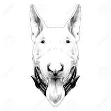 Check spelling or type a new query. Dog Head Breed Bull Terrier Sketch Vector Graphics Monochrome Royalty Free Cliparts Vectors And Stock Illustration Image 84571621