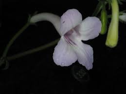 Image result for Streptocarpus hirticapsa