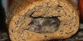 When it comes to the food industry, pests pose major threats. Ipm Importance For The Food Industry Ipca