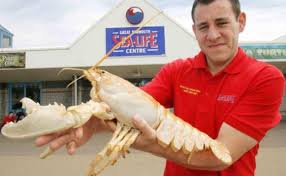 Rarer than blue lobsters are red lobsters. The Rare Albino Lobster Chances Are 1 In 100 Million Imgur