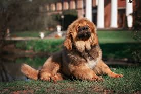 Other expensive animals to hunt include the leopard and the lion. 11 Most Expensive Animals In The World Insider Monkey