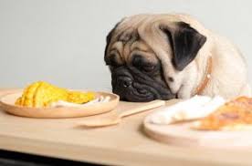 Both whole meats and meat meals are good sources of protein. Pug Dog Food Dogexpress