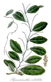 Image result for Icacinaceae