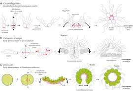 In each case, the the basal body of eukaryotic flagella is anchored to the cell body, but the flagellum lacks a rod and disks. The Origin Of Animal Multicellularity And Cell Differentiation Sciencedirect