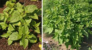 Check spelling or type a new query. Four O Clocks Mirabilis Jalapa Wisconsin Horticulture