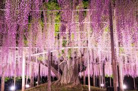 This is the earliest recorded flowering in the history of wisteria observation at the ashikaga flower park, and it is expected that the best time to view the trees and their azalea bushes will be earlier than usual. Ashikaga Flower Park Zekkei Japan