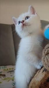 Cins Kedi Sahiplendirme Antalya Community Facebook