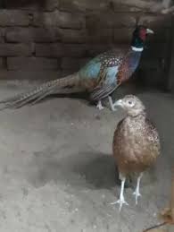 Ayam Hutan Ringneck Pheasant Jual Beli Hewan Jadi Mudah
