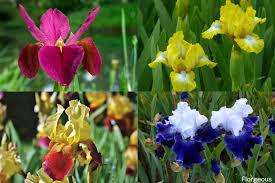 It grows on a small tree and its blossoms are pink, white or red. Iris Flower And Plant Types Pictures How To Grow And Care Florgeous