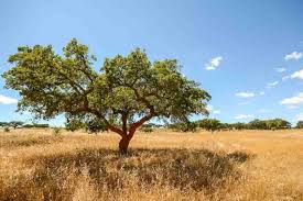 Image result for Quercus suber