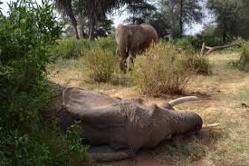 Elephants in captivity have been observed doing this even when fed a diet more varied and containing more vitamins and minerals than one that they would be able to find in the wild. An Elephant S Story Does Not End When It Dies The Washington Post