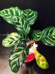 孔雀竹芋藍花蕉室內植物可水培綠葉有花紋diy 盆栽有機種植plant arrowroot office 傢俬 家居 gardening plants 喺carousell plants vegetables stuffed peppers