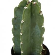 Image result for Cereus jamacaru