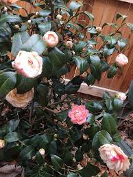 April Dawn Camellia It Survived The Dc Winter Edible Landscaping Landscape Plan Trees And Shrubs